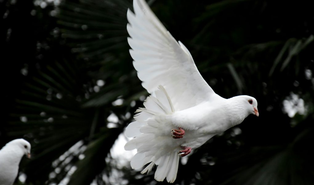 40 inspirerende citaten en wensen voor de Internationale Dag van de Vrede