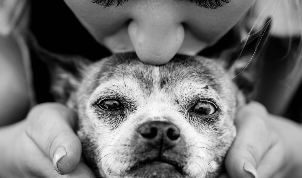 Wat geef je aan iemand die zijn hond verloren heeft