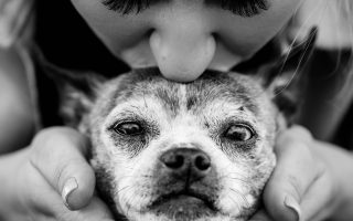 Wat geef je aan iemand die zijn hond verloren heeft