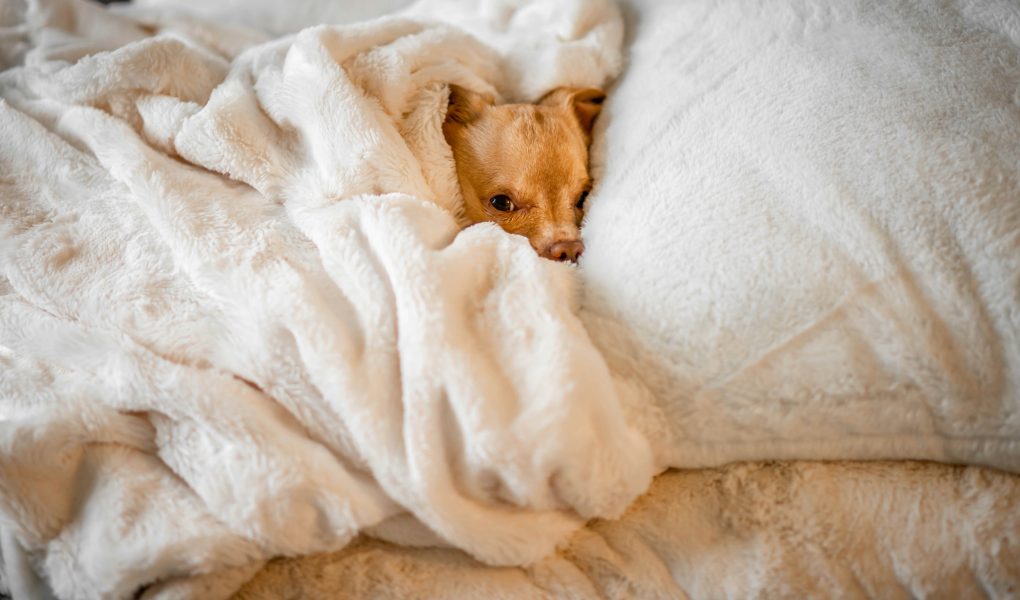 Wat is het beste dekenmateriaal voor de winter?