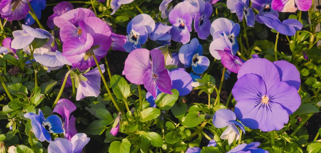 De geboortebloem voor februari is het viooltje
