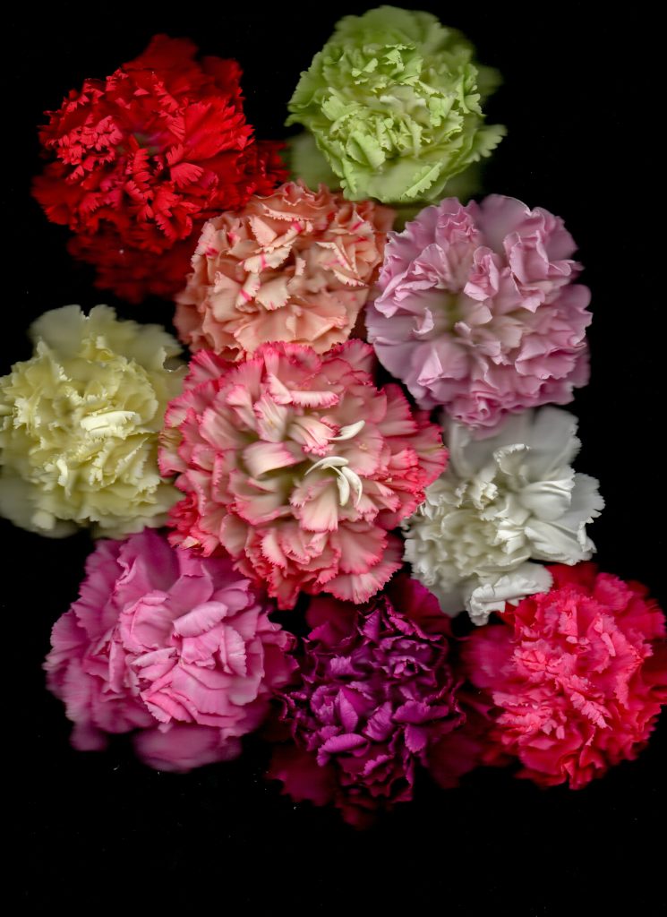 De geboortebloem voor januari is de anjer