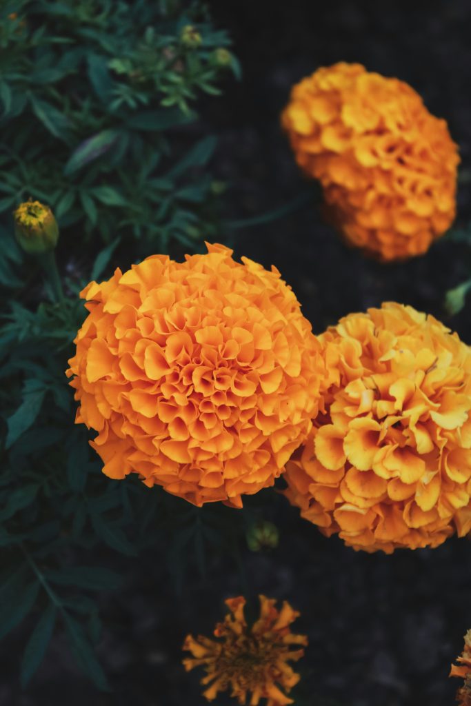 De geboortebloem voor oktober is de goudsbloem