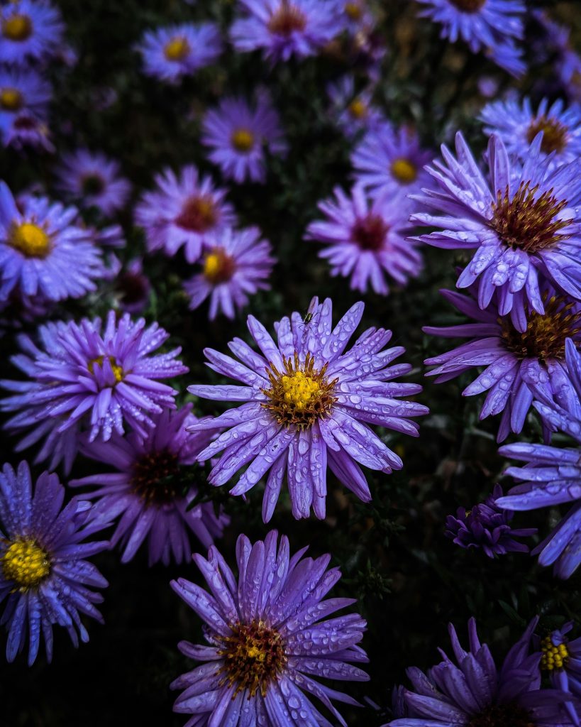 De geboortebloem voor september is de aster