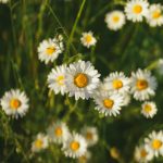 Wat is de officiële geboortebloem van april?