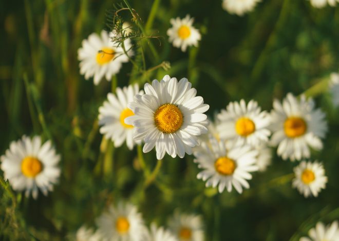 Wat is de officiële geboortebloem van april?
